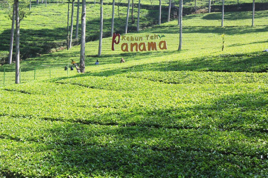 kebun teh panama tambi